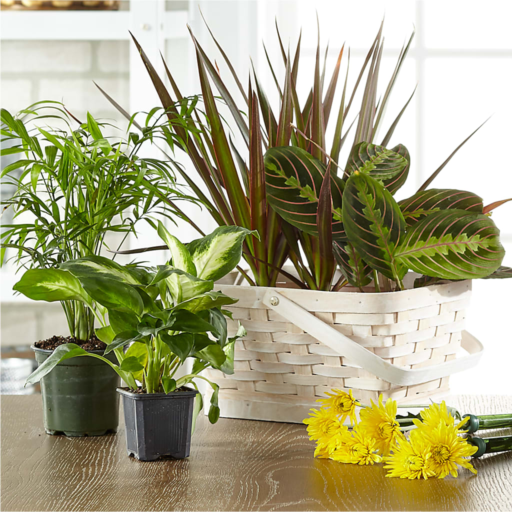 Florist Designed Blooming and Green Plants in a Basket – ROSEMARY & PEPPER FLOWER CO, Gaylord MI