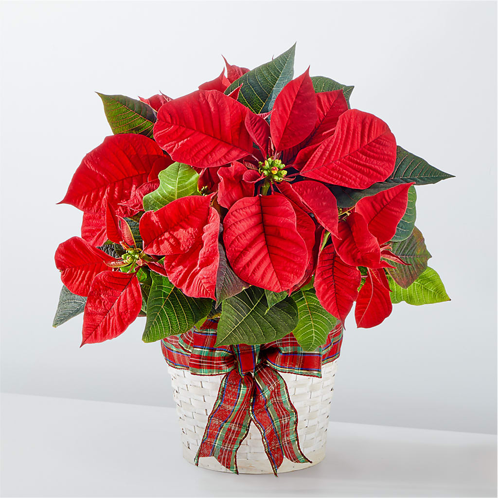 Happiest Holidays Poinsettia – ROSEMARY & PEPPER FLOWER CO, Gaylord MI