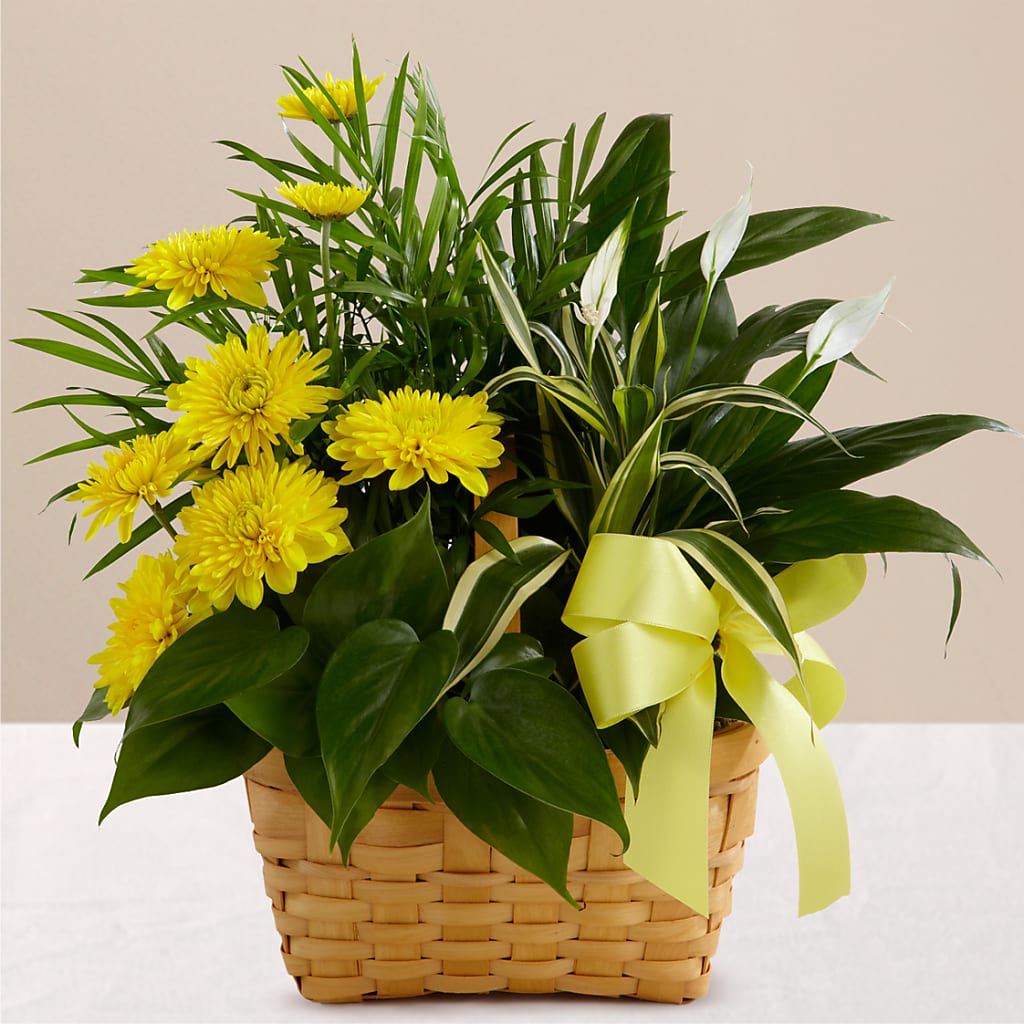Loving Light Dishgarden – ROSEMARY & PEPPER FLOWER CO, Gaylord MI