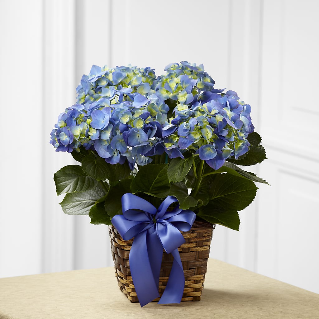 Blue Hydrangea Planter – ROSEMARY & PEPPER FLOWER CO, Gaylord MI