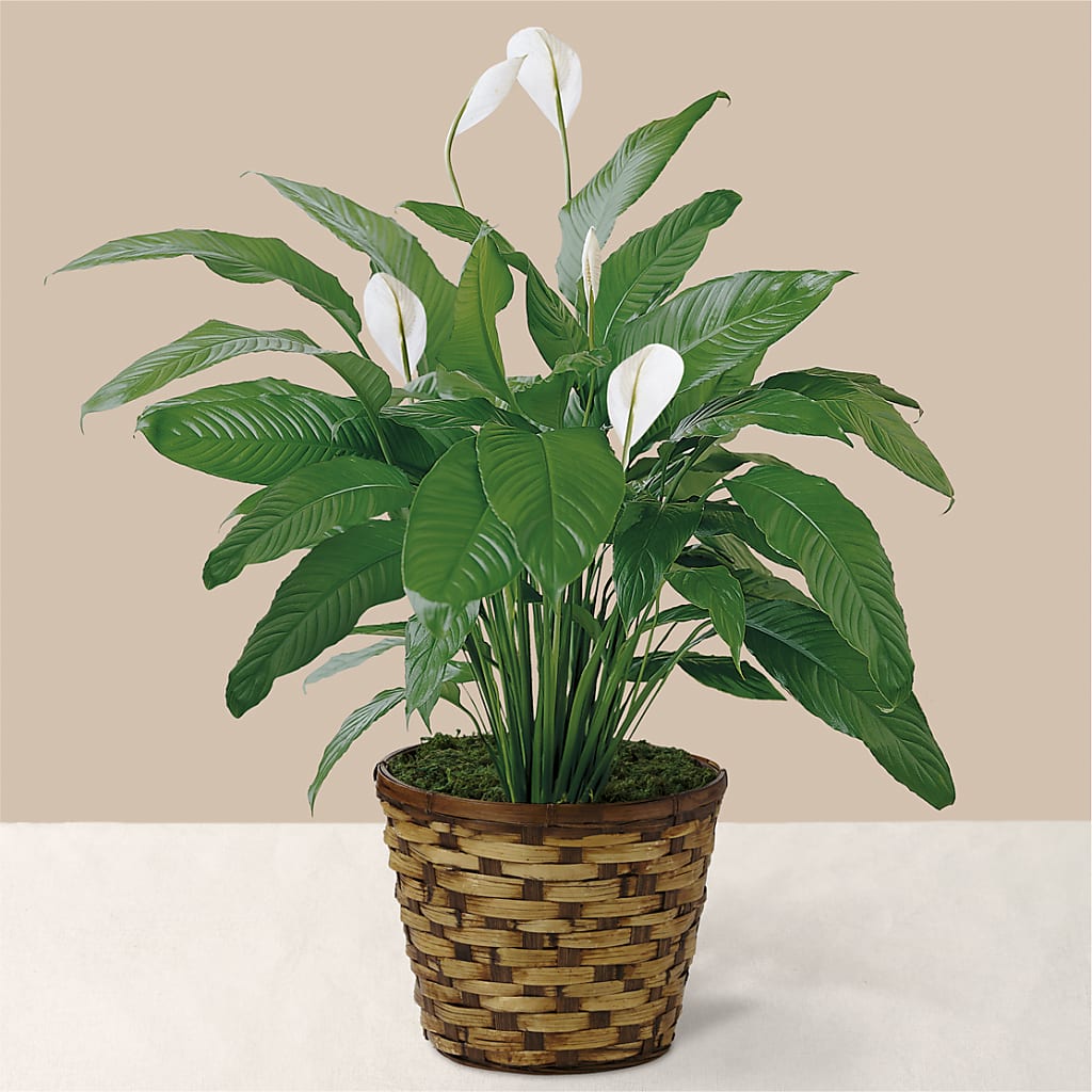 Tranquil Moments Peace Lily Plant – ROSEMARY & PEPPER FLOWER CO, Gaylord MI