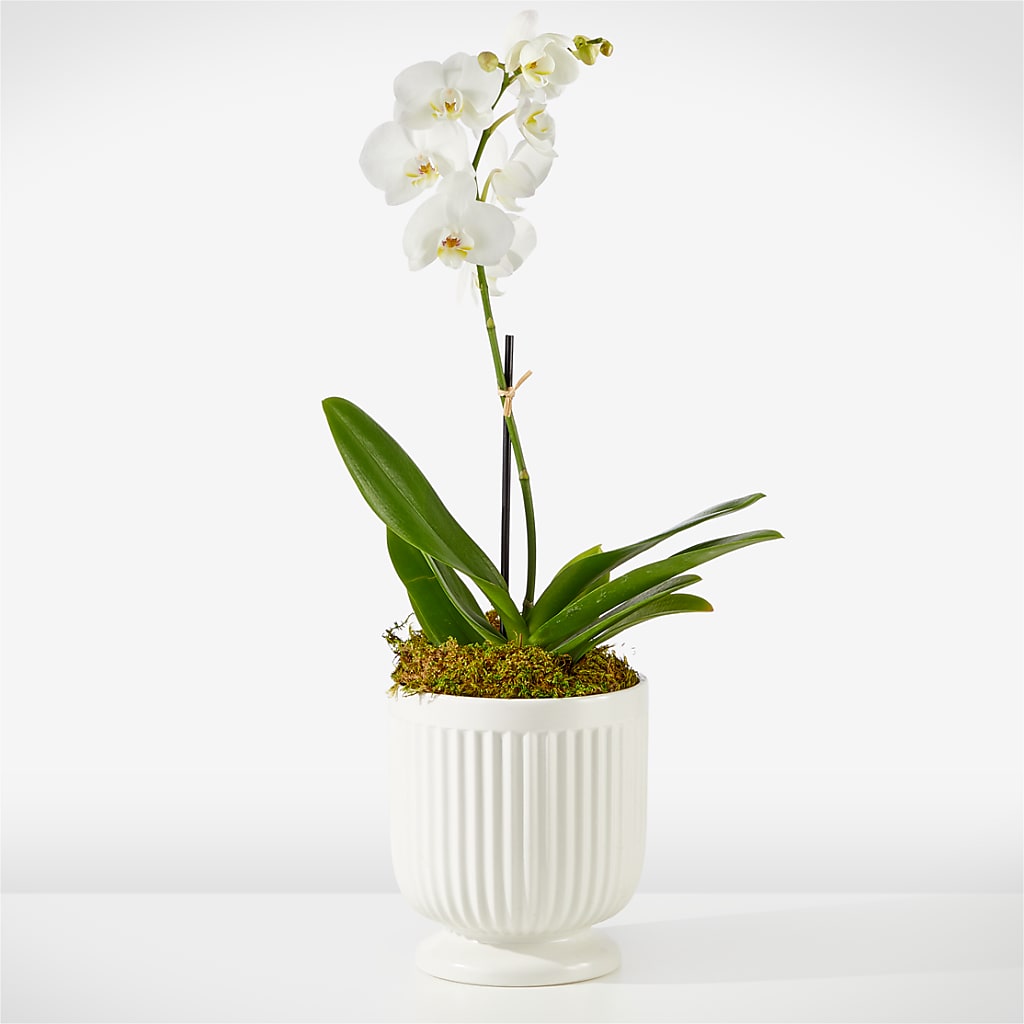 Whispering White Orchid – ROSEMARY & PEPPER FLOWER CO, Gaylord MI