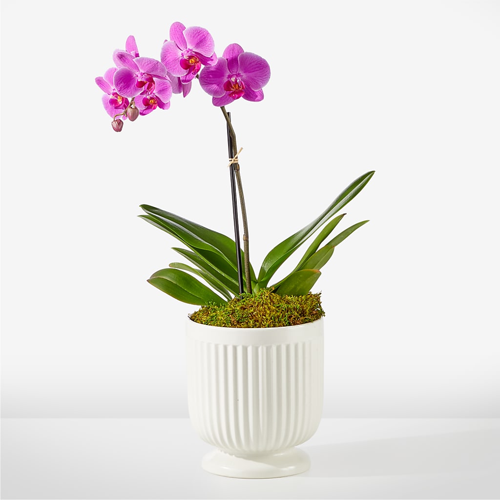 Friendly Fuchsia Orchid – ROSEMARY & PEPPER FLOWER CO, Gaylord MI