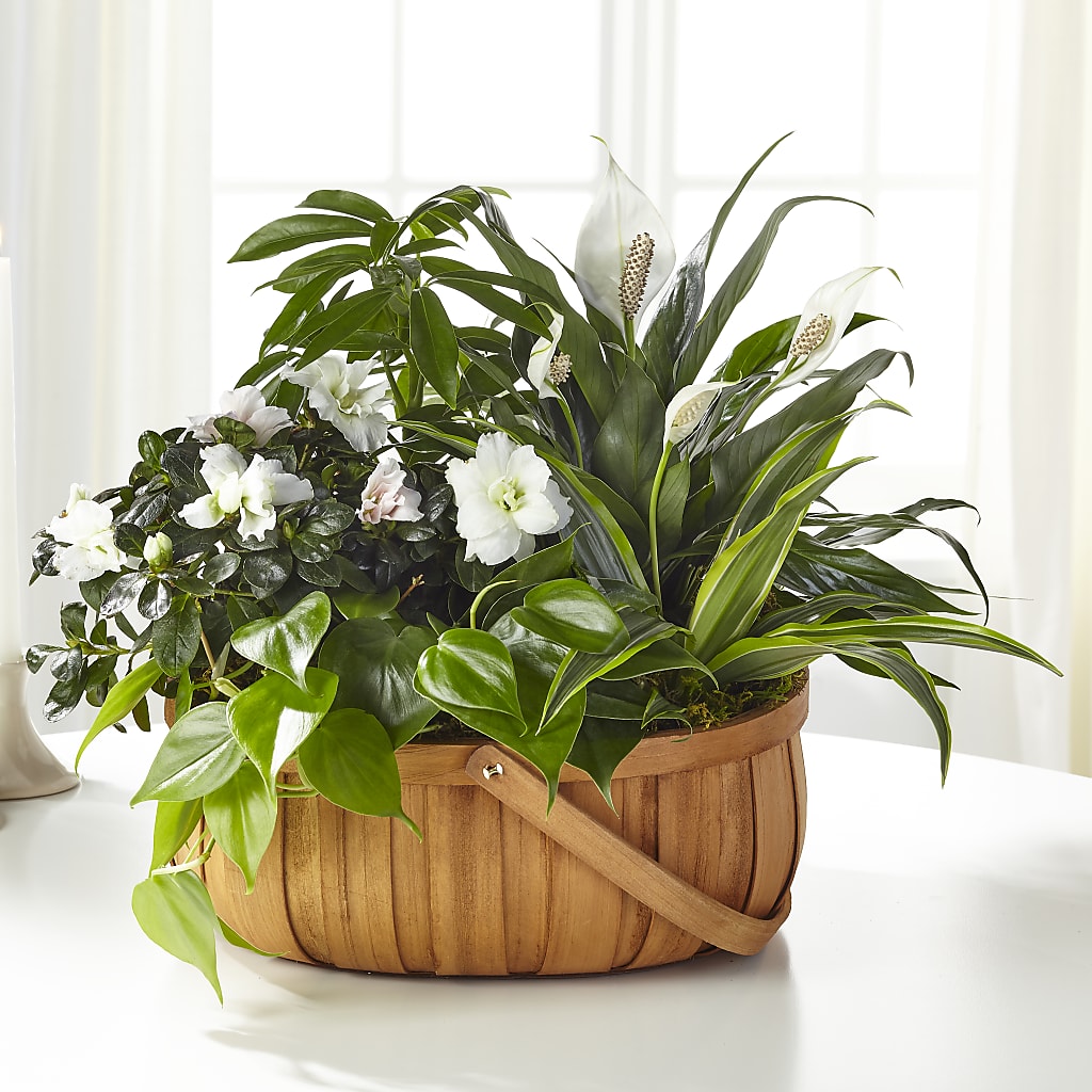 Serene Dishgarden – ROSEMARY & PEPPER FLOWER CO, Gaylord MI