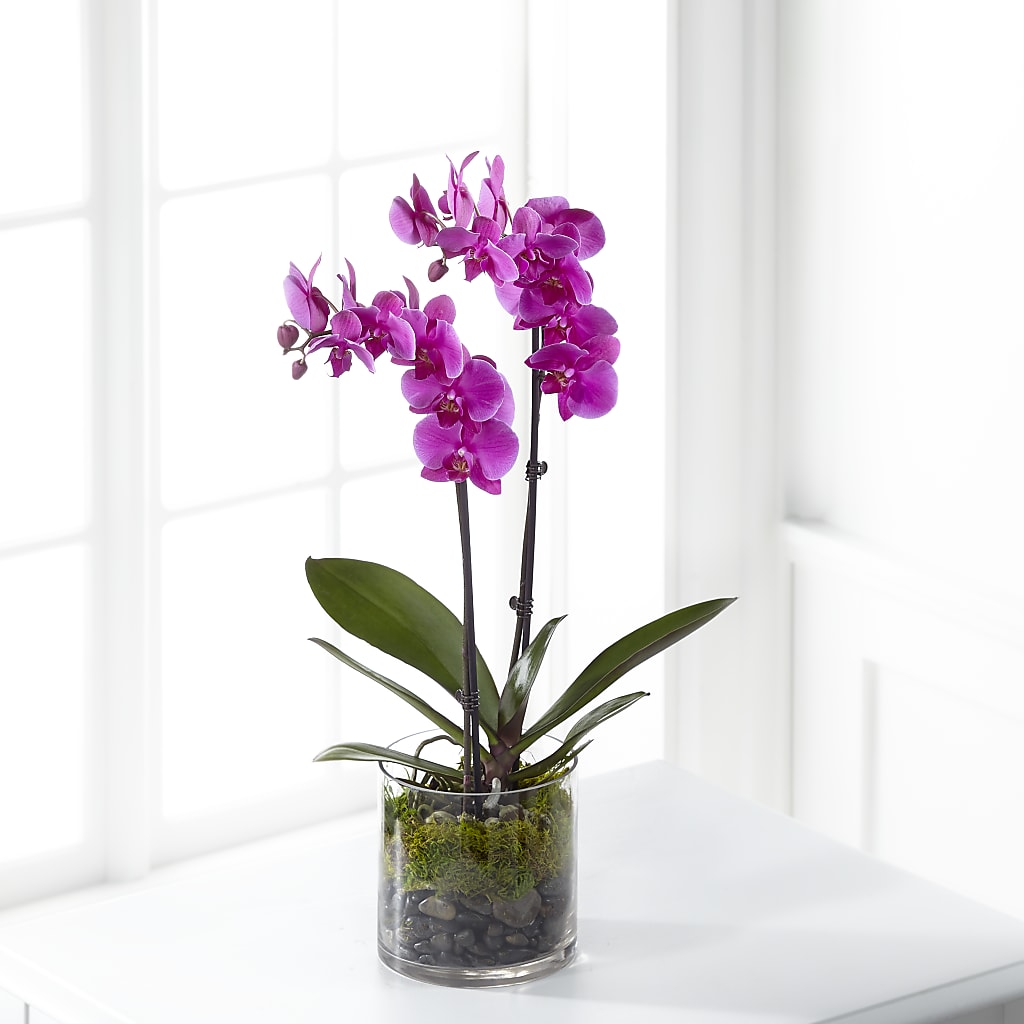Pink Orchid Plant – ROSEMARY & PEPPER FLOWER CO, Gaylord MI