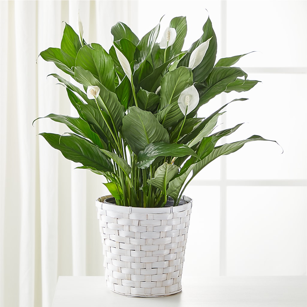 A New Leaf Peace Lily – ROSEMARY & PEPPER FLOWER CO, Gaylord MI