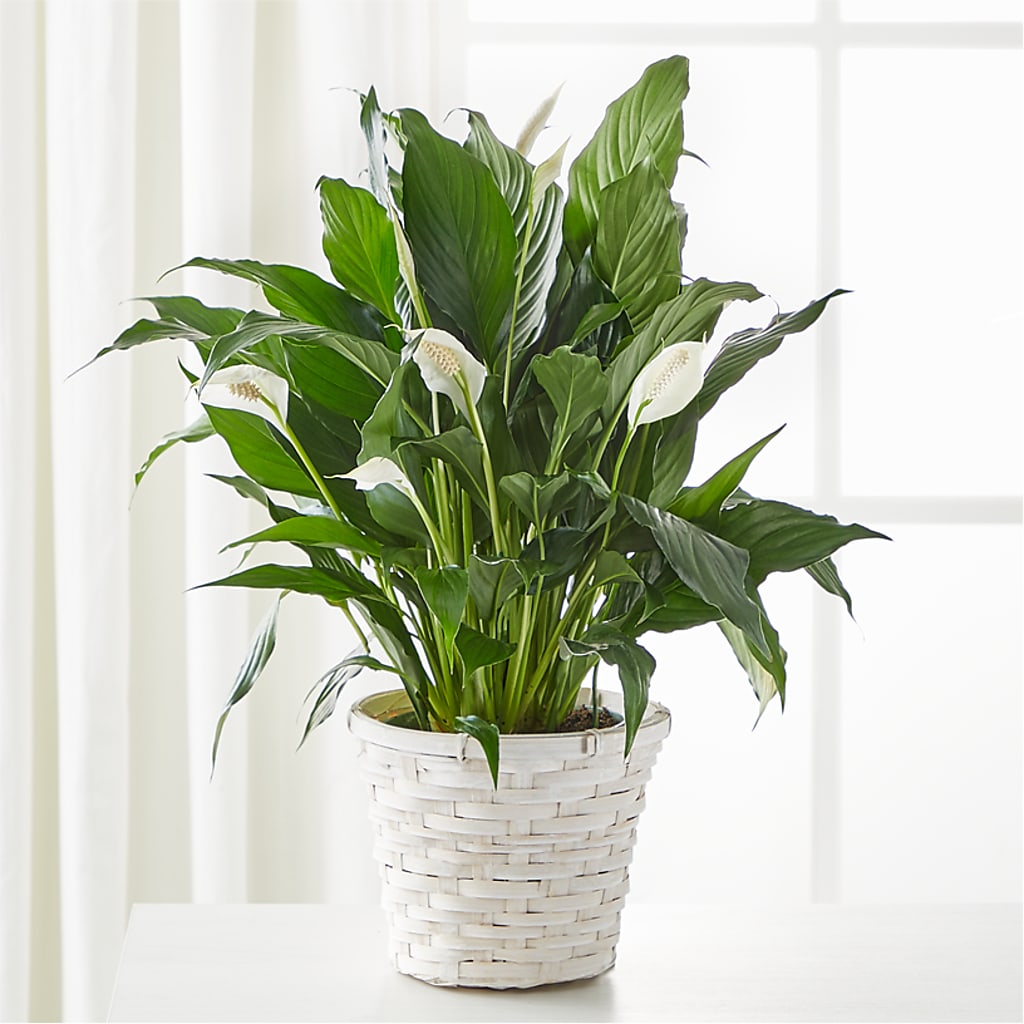 A New Leaf Peace Lily – ROSEMARY & PEPPER FLOWER CO, Gaylord MI