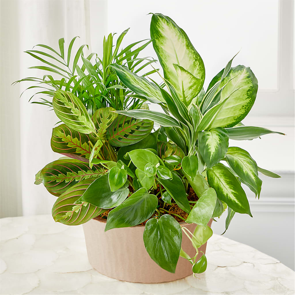 Balance & Harmony Dishgarden – ROSEMARY & PEPPER FLOWER CO, Gaylord MI