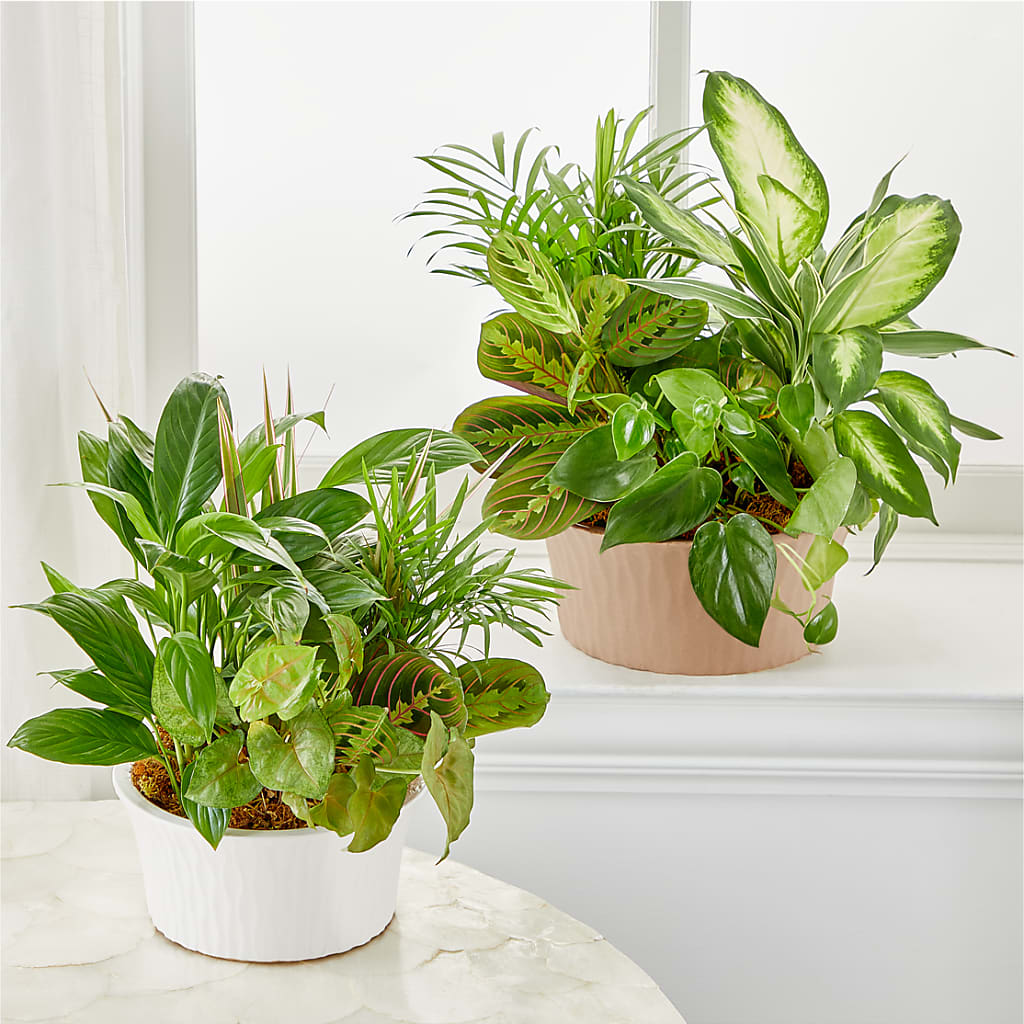 Balance & Harmony Dishgarden – ROSEMARY & PEPPER FLOWER CO, Gaylord MI