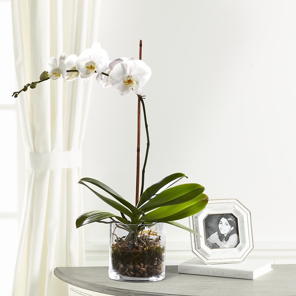 White Orchid Planter – ROSEMARY & PEPPER FLOWER CO, Gaylord MI