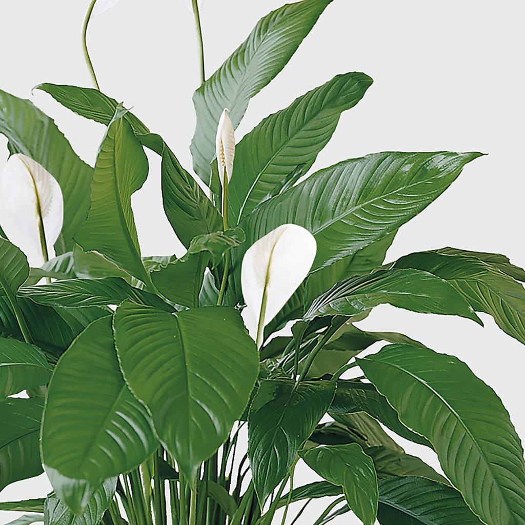 Tranquil Moments Peace Lily Plant – ROSEMARY & PEPPER FLOWER CO, Gaylord MI