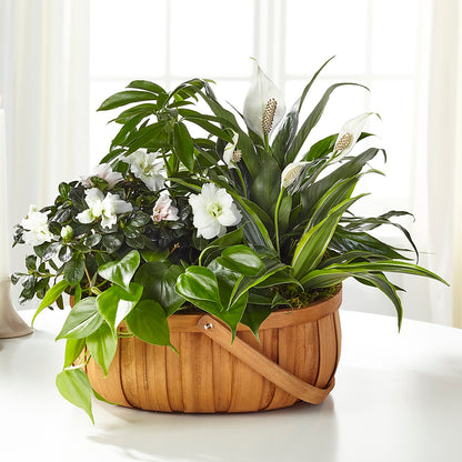 Serene Dishgarden – ROSEMARY & PEPPER FLOWER CO, Gaylord MI