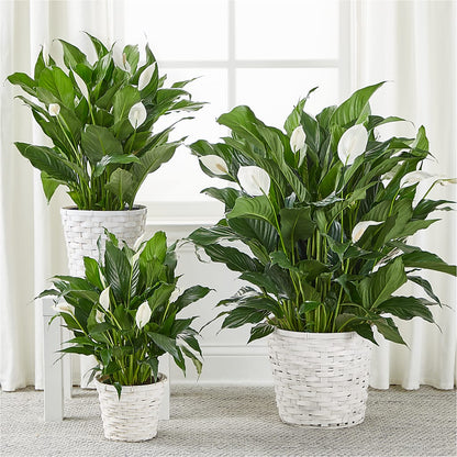 A New Leaf Peace Lily – ROSEMARY & PEPPER FLOWER CO, Gaylord MI
