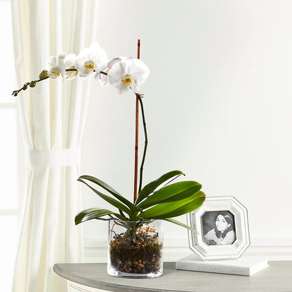 White Orchid Planter – ROSEMARY & PEPPER FLOWER CO, Gaylord MI