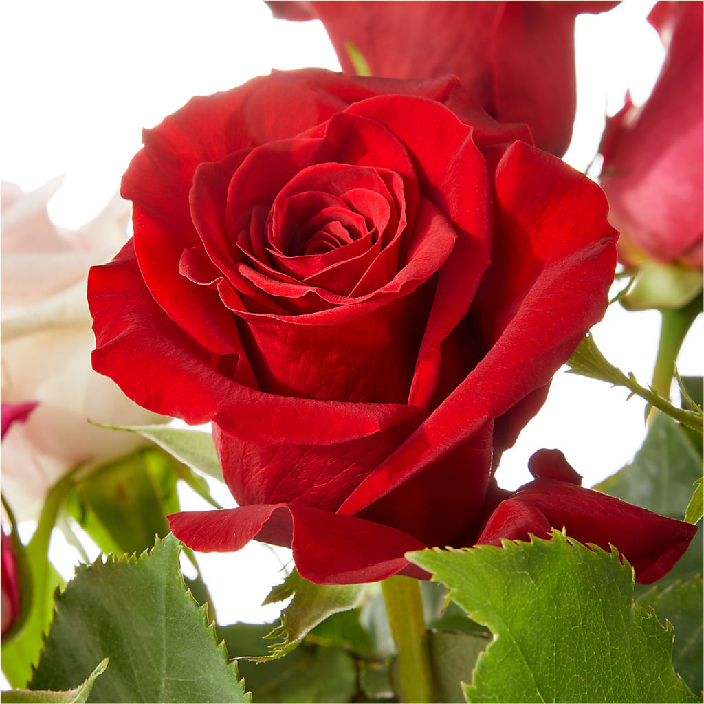 Love Notes Rose Bouquet – ROSEMARY & PEPPER FLOWER CO, Gaylord MI